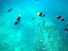 beautiful fish underwater at marietas islands
